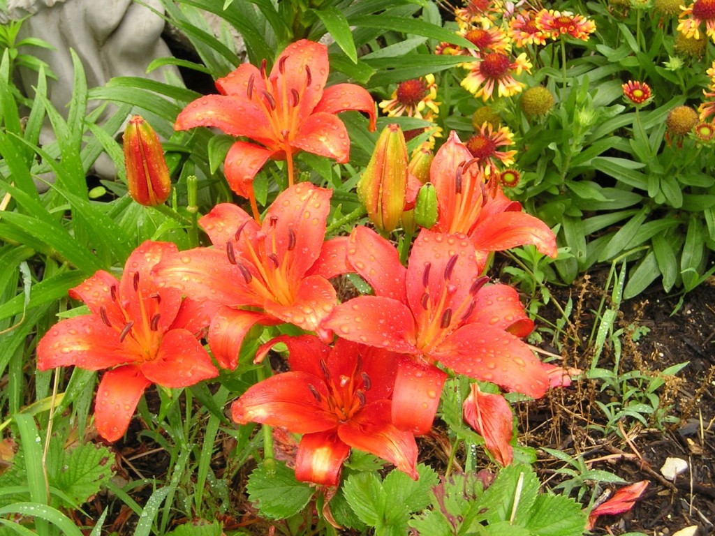 Red Asian Lilies