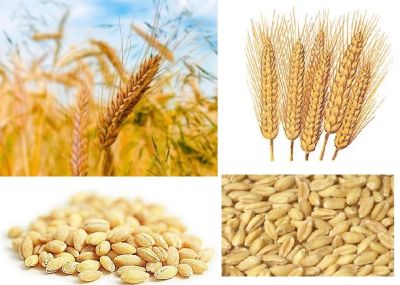 L: Barley   R: Wheat